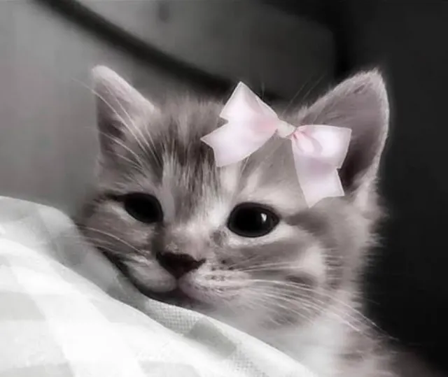 Sweet delight